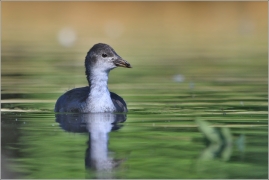 <p>LYSKA ČERNÁ (Fulica atra) /Eurasian coot - Blässhunh/</p>